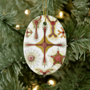 Adorno De Cerámica Manzanilla silvestre por Ernst Haeckel, Naturaleza