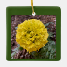 Marigold