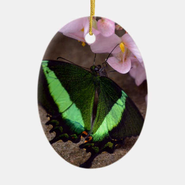 Adorno De Cerámica Mariposa (Frente)