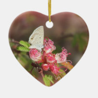 Mariposa minúscula en la flor rosada
