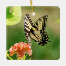 Mariposa Swallowtail del Tigre del Este