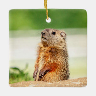 Adorno De Cerámica Marmota joven