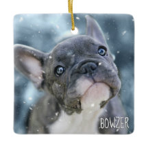 Mejor Perro o Mejor Foto Personalizada