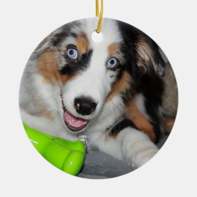 Adorno De Cerámica merle azul australiano puppy.png (Frente)