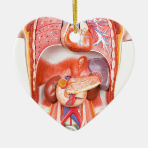 Adorno De Cerámica Modelo humano del cuerpo del torso con los órganos