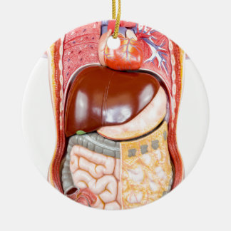 Adorno De Cerámica Modelo humano plástico del torso con los órganos