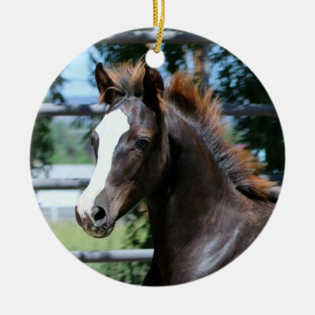 Adorno De Cerámica Morgan Horse Baby Ornament (Frente)