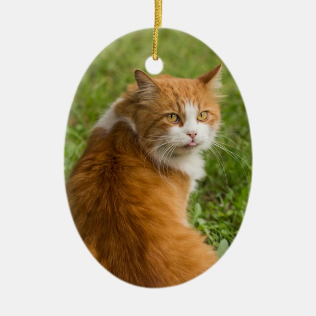 Adorno De Cerámica Naranja de pelo largo y suave Tabby Cat (Frente)