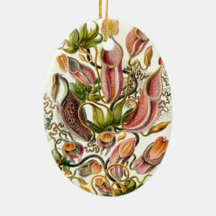 Adorno De Cerámica Nepenthaceae de Haeckel