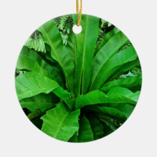 Adorno De Cerámica Nest Fern de pájaro