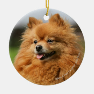 Adorno De Cerámica Observación de Pomeranian