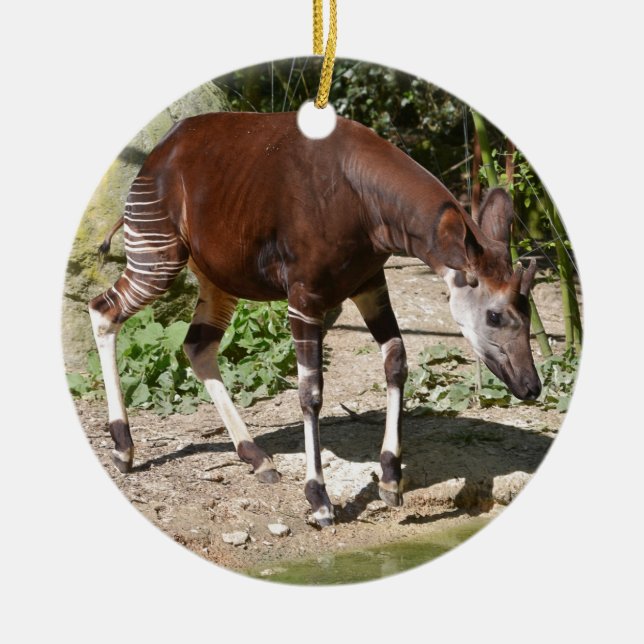 Adorno De Cerámica Okapi (Okapia johnstoni) cerca del estanque entre  (Frente)