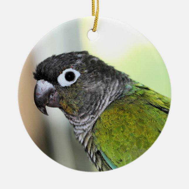 Adorno De Cerámica Ollie wallie (Frente)