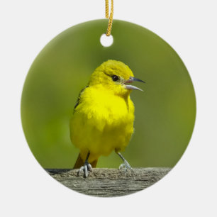 Adorno De Cerámica Orchard Oriole - Foto original