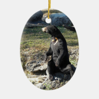 Adorno De Cerámica Oso de Sun en el parque zoológico
