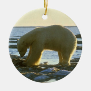 Adorno De Cerámica Oso polar blanco