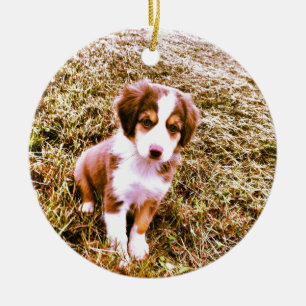 Adorno De Cerámica ¡Pastor australiano miniatura! ¡Mini perrito
