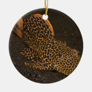 Adorno De Cerámica Peckoltia Compta