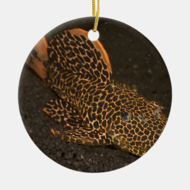 Adorno De Cerámica Peckoltia Compta (Frente)