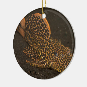 Adorno De Cerámica Peckoltia Compta