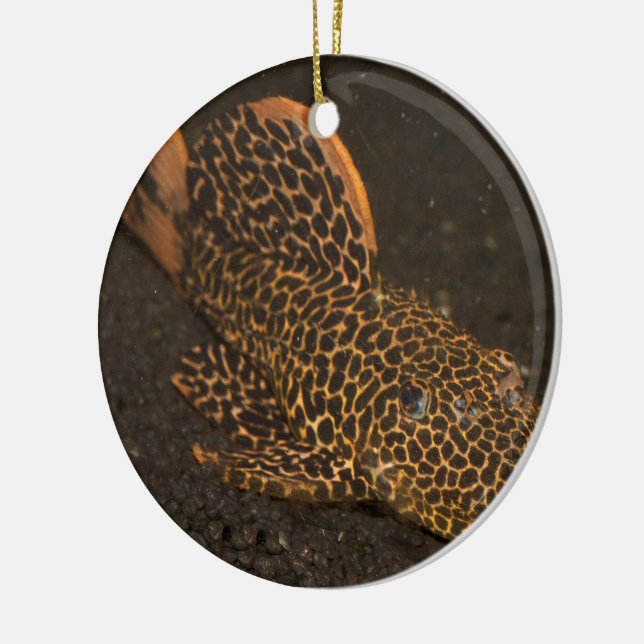 Adorno De Cerámica Peckoltia Compta (Izquierda)