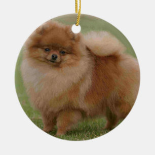 Adorno De Cerámica Perfección de Pomeranian,