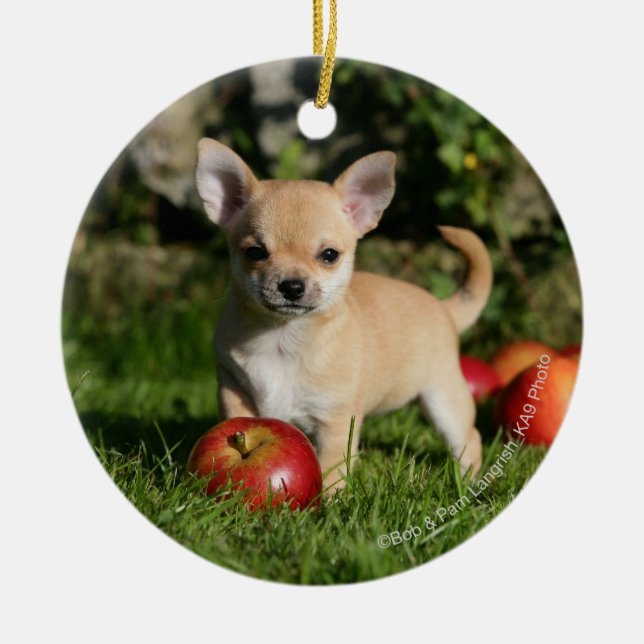 Adorno De Cerámica Perrito de la chihuahua con las manzanas (Frente)