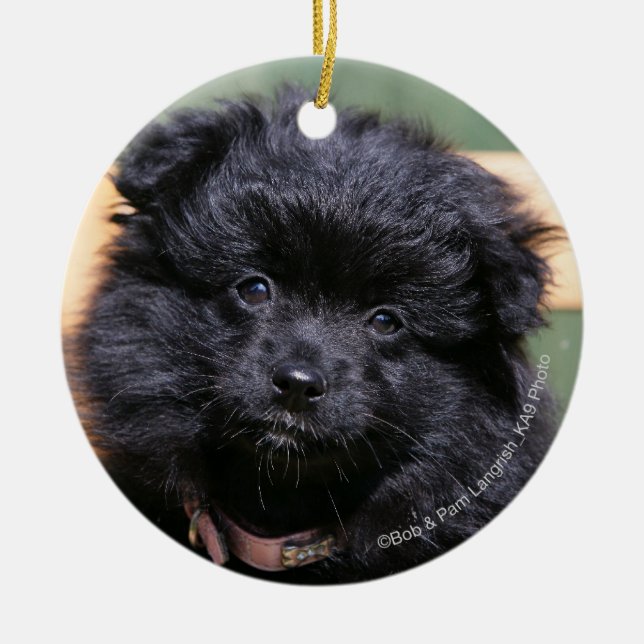 Adorno De Cerámica Perrito negro de Pomeranian (Frente)