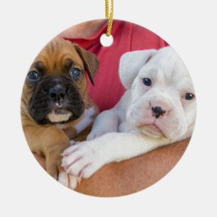 Adorno De Cerámica Perritos del boxeador