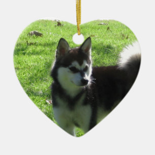 Adorno De Cerámica Perro de Alaska de Klee Kai