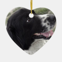 Perro de pastor búlgaro de Sara