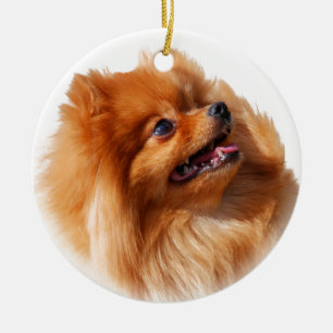 Adorno De Cerámica Perro de Pomerania de Pomeranian