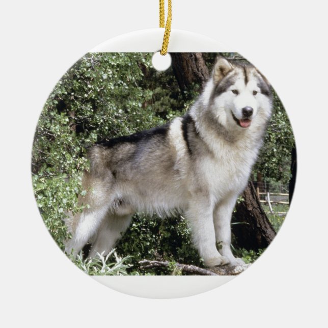 Adorno De Cerámica Perro del Malamute de Alaska (Frente)