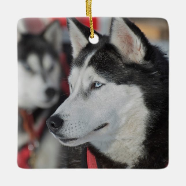 Adorno De Cerámica Perro Husky antes de una carrera, Canadá (Anverso)