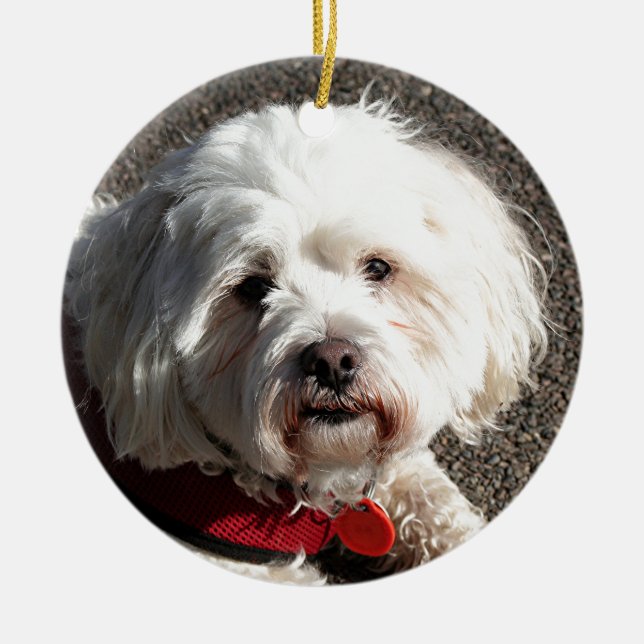 Adorno De Cerámica Perro lindo del frise del bichon (Frente)