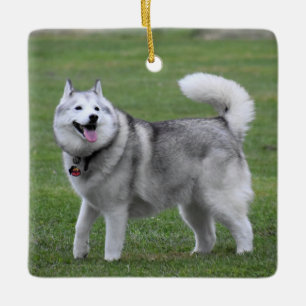 Adorno De Cerámica Perro malamuto alasqués