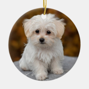 Adorno De Cerámica Perro porcino maltés blanquecino