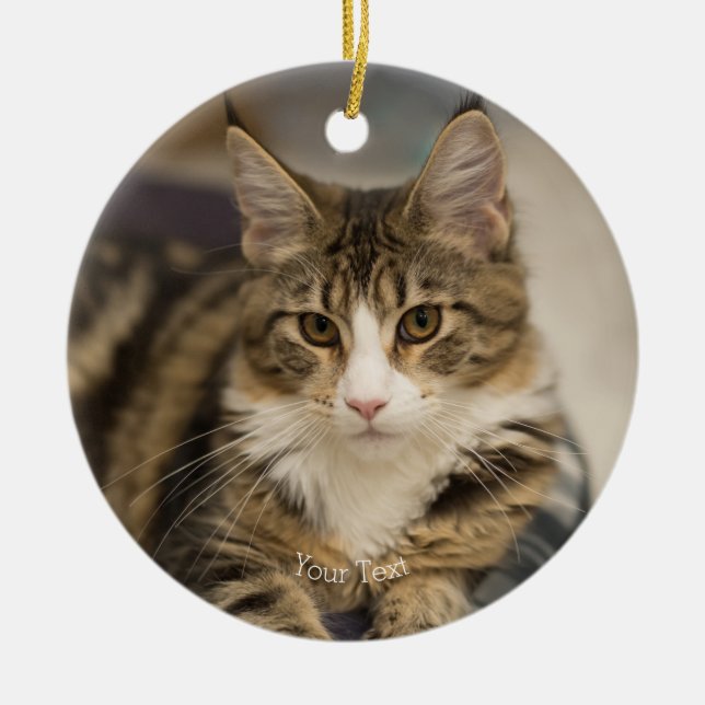 Adorno De Cerámica Personaliza el aspecto recto del gatito de Maine C (Frente)