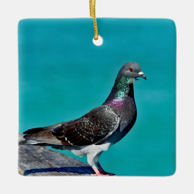 Adorno De Cerámica Pigeon With A View (Anverso)