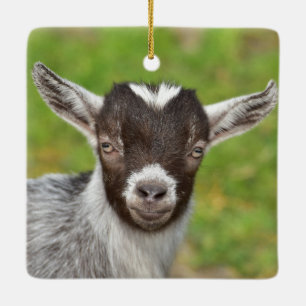 Adorno De Cerámica Pigmy Mascota Goat Kid