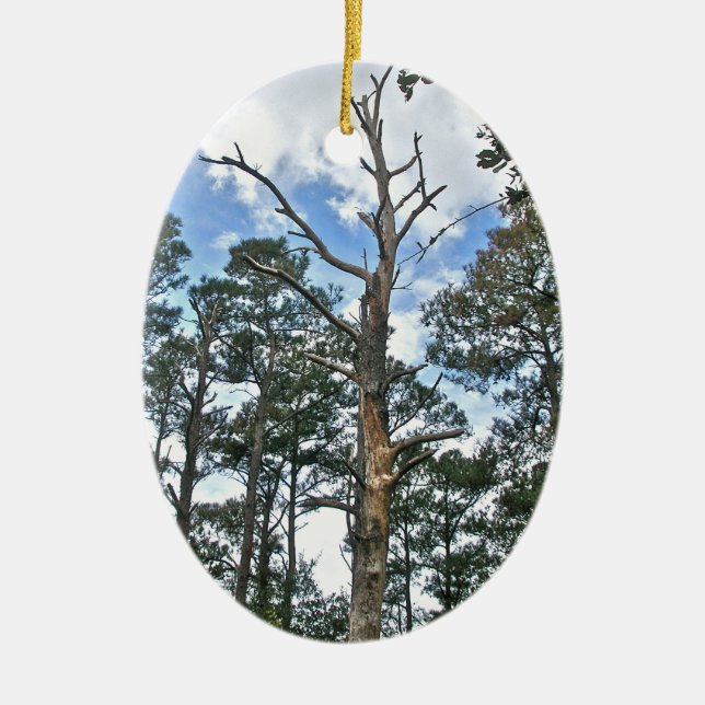 Adorno De Cerámica Pines en Beach Nature Trail OBX NC (Frente)