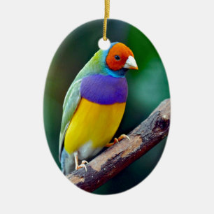 Adorno De Cerámica Pintado pinzón de Gould
