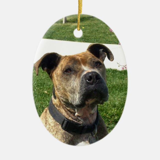 Adorno De Cerámica Pitbull (Frente)