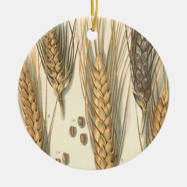 Adorno De Cerámica Planta de trigo resistente a la sequía, agricultur (Frente)