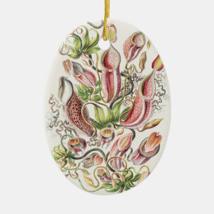 Adorno De Cerámica Planta jarra botánica vintage de Ernst Haeckel