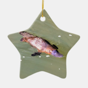 ADORNO DE CERÁMICA PLATYPUS EN EL AGUA EUNGELLA AUSTRALIA