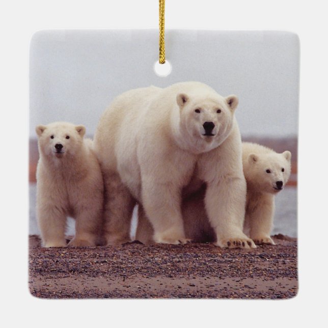 Adorno De Cerámica Polar Bear Family Mother and Cubs Photo (Reverso)
