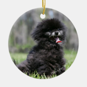 Adorno De Cerámica Pomeranian mayor negro