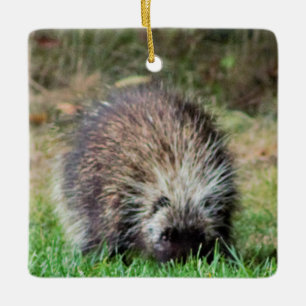 Adorno De Cerámica Porcupine en Ricketts Glenn