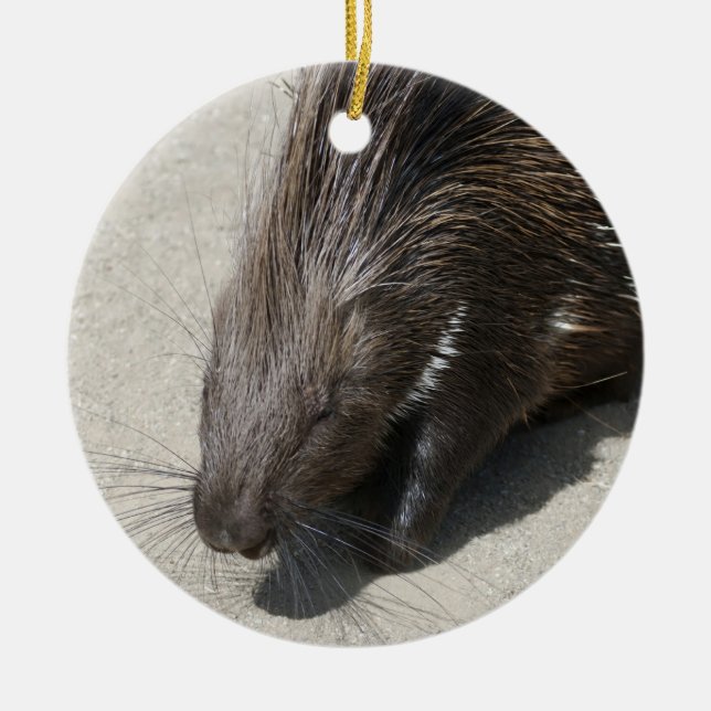 Adorno De Cerámica Porcupine reposado de India (Frente)